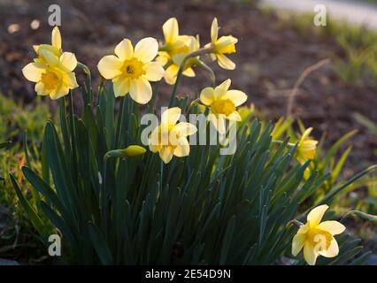 yellow Daffodils in the garden in the evening light Stock Photo