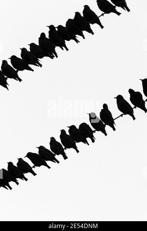 Starlings (Sturnus vulgaris) flock on telegraph wires, Islay,Scotland, UK Stock Photo