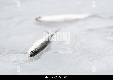 Coregonus albula fish, known as the vendace or as the European cisco, freshwater whitefish on the ice, fishing on a frozen lake, close up Stock Photo