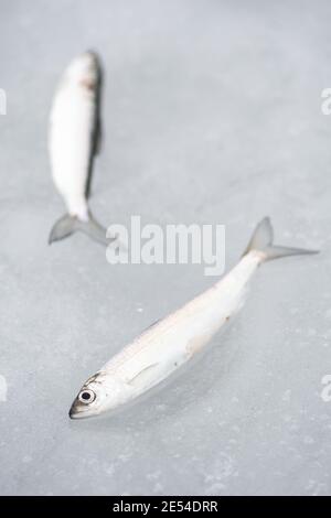 Coregonus albula fish, known as the vendace or as the European cisco, freshwater whitefish on the ice, fishing on a frozen lake, close up, vertical Stock Photo