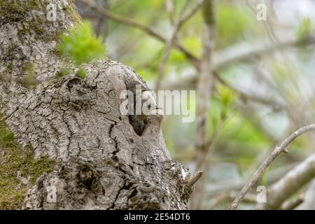 Starling (Sturnus vulgaris) nestlings, Northumberland national park, UK Stock Photo