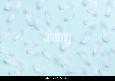 Many white feathers on a blue background. Stock Photo