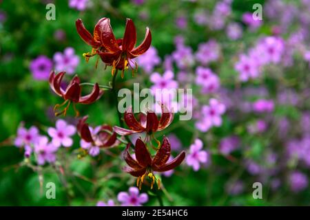 lilium martagon claude shride,geranium palmatum,red and purple flowers,lily and geranium,lilies and geranium,mixed planting scheme,combination,RM flor Stock Photo