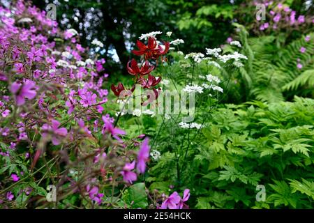 lilium martagon claude shride,geranium palmatum,red and purple flowers,lily and geranium,lilies and geranium,mixed planting scheme,combination,RM flor Stock Photo