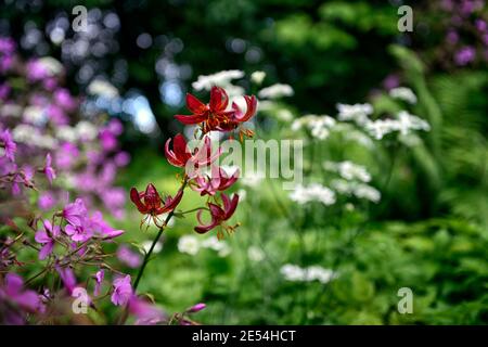 lilium martagon claude shride,geranium palmatum,red and purple flowers,lily and geranium,lilies and geranium,mixed planting scheme,combination,RM flor Stock Photo