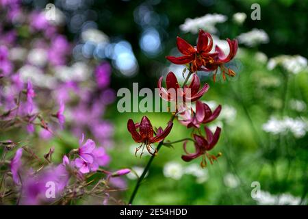 lilium martagon claude shride,geranium palmatum,red and purple flowers,lily and geranium,lilies and geranium,mixed planting scheme,combination,RM flor Stock Photo