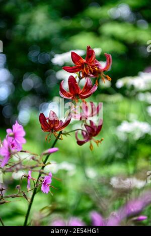 lilium martagon claude shride,geranium palmatum,red and purple flowers,lily and geranium,lilies and geranium,mixed planting scheme,combination,RM flor Stock Photo