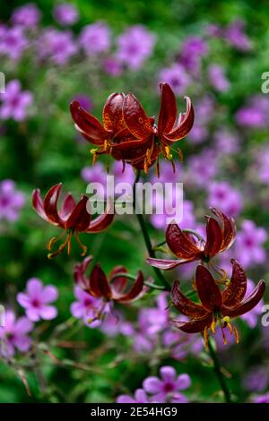 lilium martagon claude shride,geranium palmatum,red and purple flowers,lily and geranium,lilies and geranium,mixed planting scheme,combination,RM flor Stock Photo