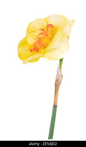 Narcissus isolated on white background. Clipping path Stock Photo