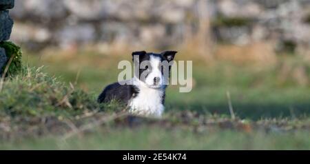Eight week old Border Collie pup playing in field. North Yorkshire, UK. Stock Photo
