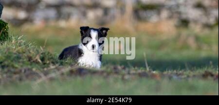 Eight week old Border Collie pup playing in field. North Yorkshire, UK. Stock Photo