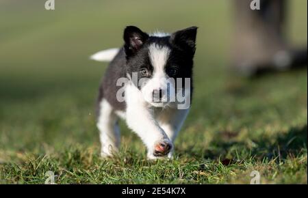 Eight week old Border Collie pup playing in field. North Yorkshire, UK. Stock Photo