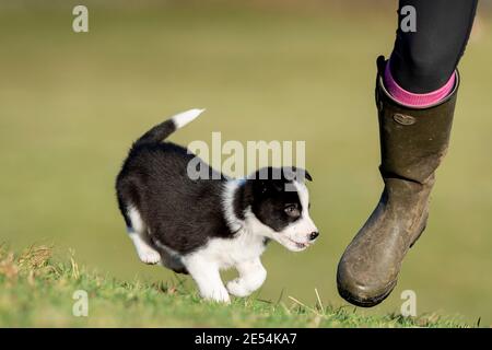 Lady with an eight week old Border Collie sheepdog puppy. North Yorkshire, UK. Stock Photo