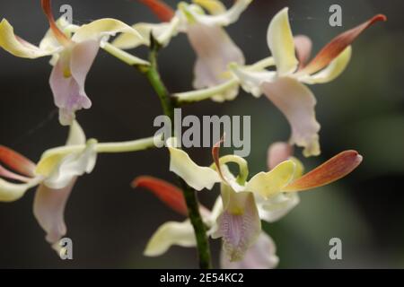 selective focus close up image of soft pink curly dendrobium orchid flowers full bloom in the garden isolated blur background Stock Photo