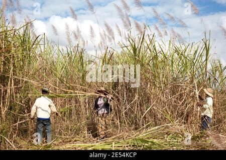 Local farmers harvest sugarcane in a Inle Lake plantation, Myanmar. Stock Photo