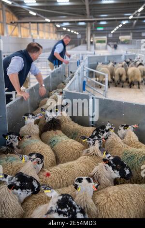 Farmers sorting sheep through a race in an agricultural shed, Darlington, UK. Stock Photo