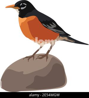 An illustration of a American Robin Bird , standing on a rock Stock Vector