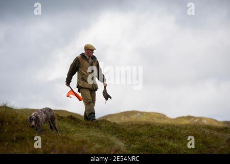 SCOTLAND Perth -- 21 Aug 2014 -- A grouse beater carries a Red Grouse during a grouse shoot on the Glenturret Esate near Crieff in Perthshire, Scotlan Stock Photo