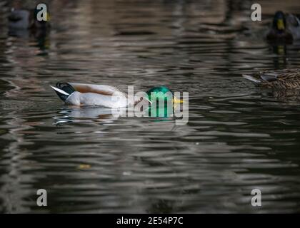 Male Mallard (Anas platyrhynchos) swims in Franklin Canyon pond, Los Angeles, CA. Stock Photo