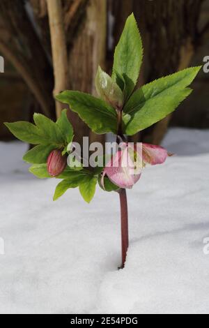 Helleborus orientalis (Winter flowering hellebore) in a winter garden Stock Photo