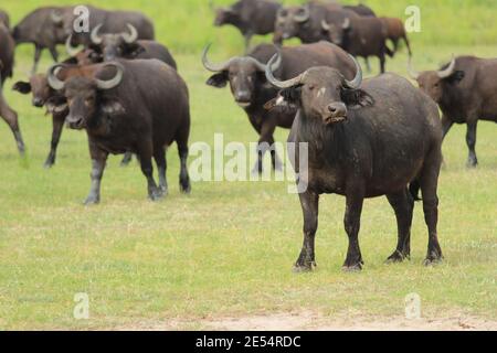Buffaloes in Murchison Falls National Park in Uganda Stock Photo
