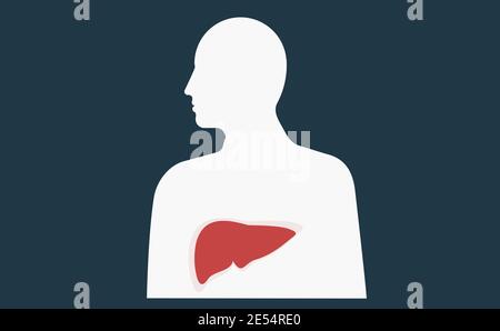 Liver organ illustration. Liver pain anatomy concept illustration. Human contour with an organ insite  Vector. Stock Vector