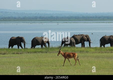 A Jackson's hartebeest walks along the banks of the Nile River in front of a herd of elephants in the Murchison Falls National Park in Uganda Stock Photo