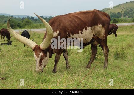 An Ankole cow with large horns grazes on grass on a roadside in Uganda Stock Photo