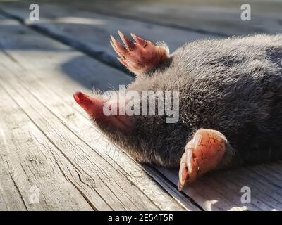 Close up shot of a poor, little mole sleeping on its back on the wooden planks of a patio, porch or veranda in a country house. Stock Photo