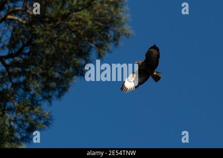 Common Buzzar (buteo buteo) in flight against blue sky - Scotland, UK Stock Photo