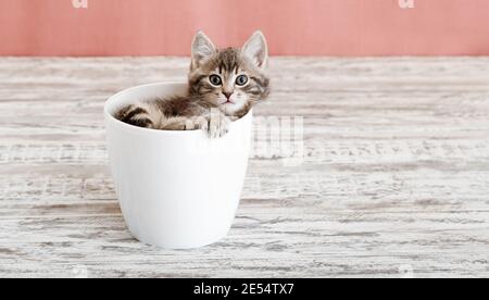 Gray tabby kitten sitting in white flower pot. Portrait of adorable curious fluffy kitten. Beautiful baby cat on pink color background with copy space Stock Photo
