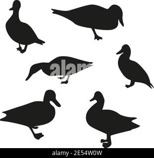 Set of silhouettes of ducks. Vector ducks in different positions, editable isolated object. Stock Vector