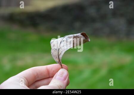 Close up of a female's hand holding delicately up a fallen leaf, brown and dry, against a bright green lawn blurred background. Stock Photo