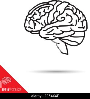 Human brain vector line icon Stock Vector