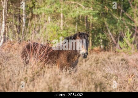 Free roaming Exmoor pony in heathland and woodland Stock Photo