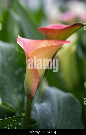 Close up of a pink Callalicious zantedeschia -Calla Lily flowering in the UK Stock Photo