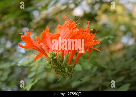 Cape honeysuckle or Tecoma capensis shrub with orange flowers. Tecoma capensis (common name Cape honeysuckle) is a species of flowering plant in the f Stock Photo