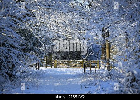 British woodland after a snowstorm. Stock Photo