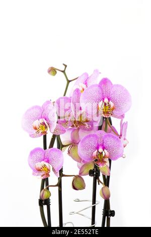 Beautiful pink orchid in a pot  - phalaenopsis - white background Stock Photo