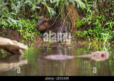 Hidden eurasian beaver chewing plants on riverside just above water in summer. Stock Photo