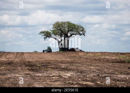 Dar Es Salaam, Saadani, Tanzania. 21st Sep, 2020. A Baobab Tree stands alone in an area cleared of forest and overgrowth with a tractor parked next to it showing the incredible magnitude of the indigenous tree at Saadani National Park.Saadani National Park is Tanzania's 13th National Park. It has an area of 1062 km2 and was officially gazetted in 2005, from a game reserve which had existed from 1969. It is the only wildlife sanctuary in Tanzania bordering the sea. Credit: Marcus Valance/SOPA Images/ZUMA Wire/Alamy Live News Stock Photo
