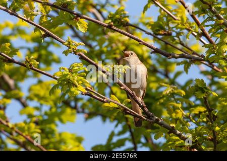 Common Nightingale (Luscinia megarhynchos), adult singing in bushes, Suffolk, United Kingdom, 7 May 2008 Stock Photo