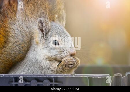 Young squirrel sits in a bird feeder and eats seeds. Close-up portrait of an animal. Cute fluffy. Stock Photo