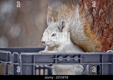 Young squirrel sits in a bird feeder and eats seeds. Close-up portrait of an animal. Cute fluffy. Stock Photo
