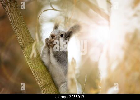 Young squirrel sits on a pine branch in the forest. Close up portrait of animal. Cute fluffy. Stock Photo