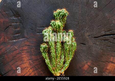 one cactus on the background of a dark cut tree Stock Photo