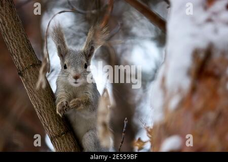 Young squirrel sits on a pine branch in the forest. Close up portrait of animal. Cute fluffy. Stock Photo