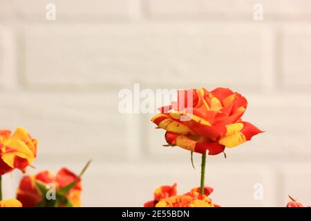 Rose bicolor yellow and red in a festive bouquet against a white brick wall. A gift for birthday, Valentine's Day, March 8, Mother's Day . High qualit Stock Photo