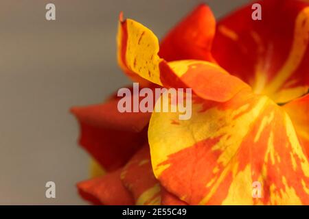 Rose bicolor yellow and red in a festive bouquet against a white brick wall. A gift for birthday, Valentine's Day, March 8, Mother's Day . High qualit Stock Photo