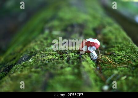 Very small red Russula fungus (ectomycorrhizal) mushroom on tree trunk covered in beautiful green moss, Co. Wicklow, Ireland Stock Photo